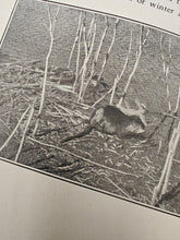 Load image into Gallery viewer, Big Rodent Energy : Hodgson - Nutria Raising (1938)