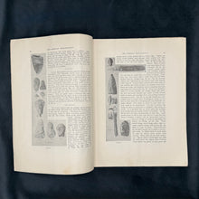 Load image into Gallery viewer, The American Archaeologist (1898)