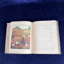 Load image into Gallery viewer, Pigeons as the Highest Form of Beauty: Robert Fulton - The Illustrated Book of Pigeons (1874-1881)