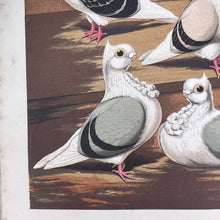 Load image into Gallery viewer, Pigeons as the Highest Form of Beauty: Robert Fulton - The Illustrated Book of Pigeons (1874-1881)