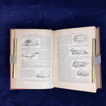 Load image into Gallery viewer, "The Infallibility of Britons as Long as They Are Fed on Beef": Mary Jewry - Warne's Model Cookery with Complete Instructions in Household Management (1875?)