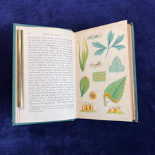 Load image into Gallery viewer, Rusts, Smuts, Mildews and Mould: Cooke - Introduction to Microscopic Fungi (1865)