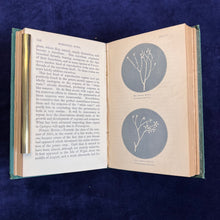 Load image into Gallery viewer, Rusts, Smuts, Mildews and Mould: Cooke - Introduction to Microscopic Fungi (1865)