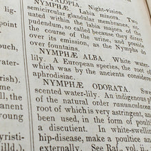 Load image into Gallery viewer, Beach - Medical and Botanical Dictionary (1848)