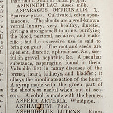 Load image into Gallery viewer, Beach - Medical and Botanical Dictionary (1848)