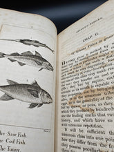 Load image into Gallery viewer, Questionable Fishes : Goldsmith - A History of the Earth and Animated Nature (1816)