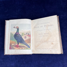 Load image into Gallery viewer, Pigeons as the Highest Form of Beauty: Robert Fulton - The Illustrated Book of Pigeons (1874-1881)
