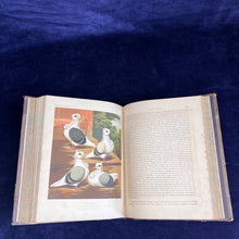 Load image into Gallery viewer, Pigeons as the Highest Form of Beauty: The Illustrated Book of Pigeons - Fulton (1874-1881)
