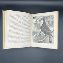 Load image into Gallery viewer, Lectures illustrées pour les enfants (1878)

